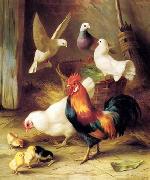 unknow artist Poultry 131 china oil painting reproduction